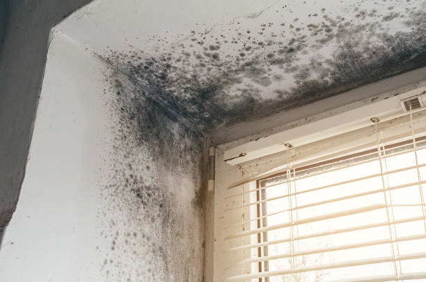 Affordable Commercial Mold Remediation solutions in Prides Crossing, MA